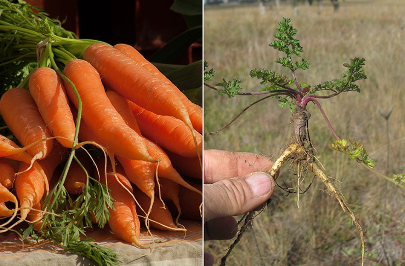 Bananas with seeds, blue carrots-baby: looked like the primitive ancestors of modern fruit and vegetables