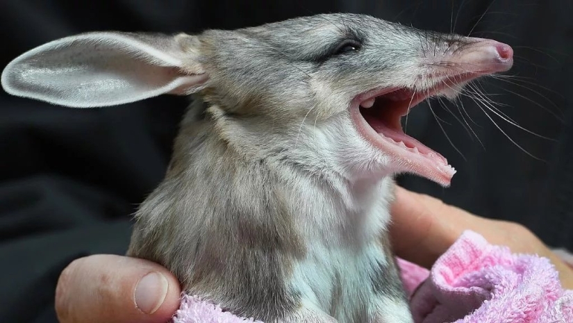 Bandicoots are cute Australian animals with a difficult fate