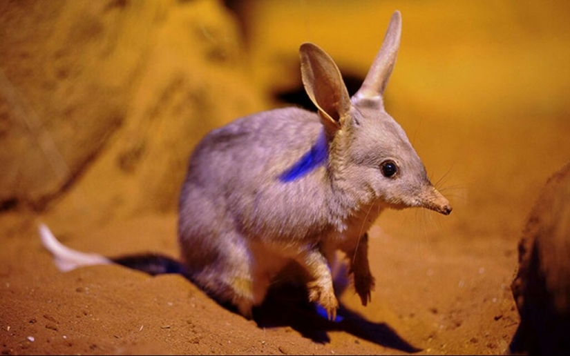 Bandicoots are cute Australian animals with a difficult fate