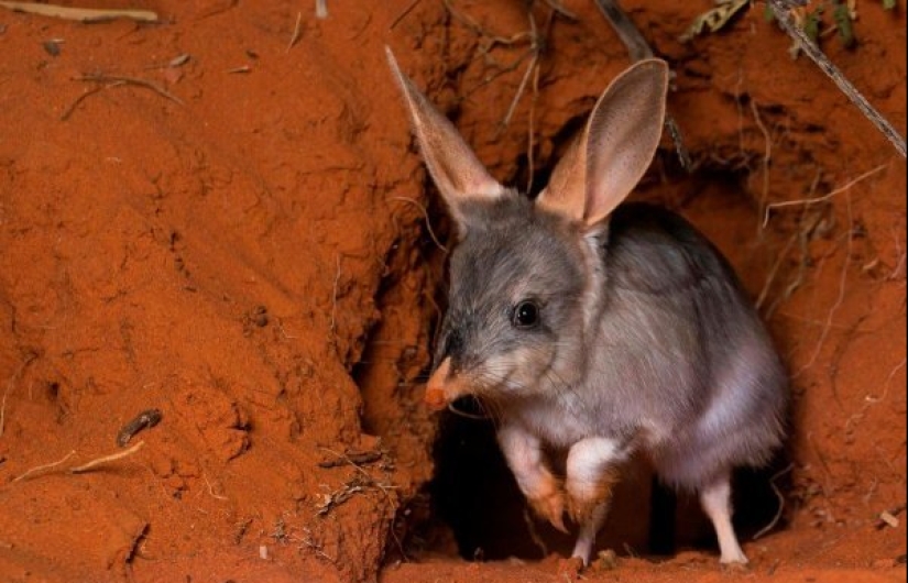 Bandicoots are cute Australian animals with a difficult fate