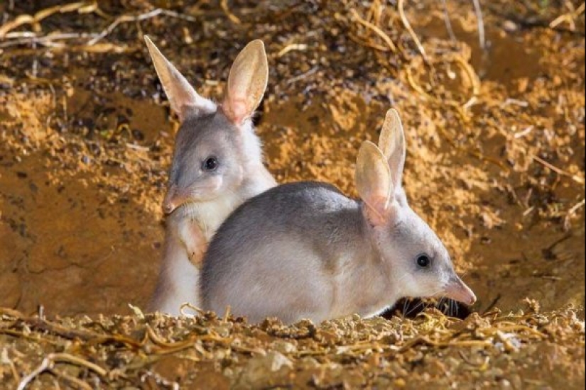 Bandicoots are cute Australian animals with a difficult fate