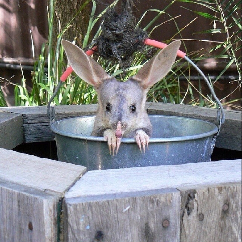 Bandicoots are cute Australian animals with a difficult fate