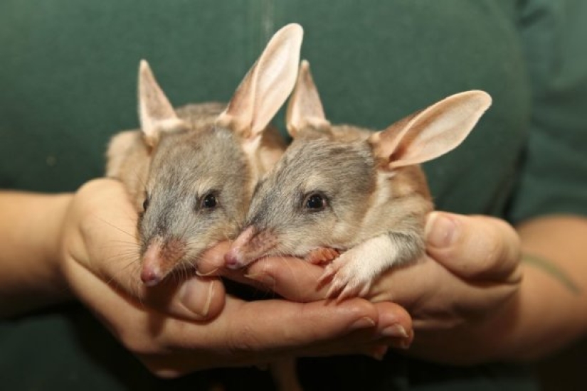 Bandicoots are cute Australian animals with a difficult fate