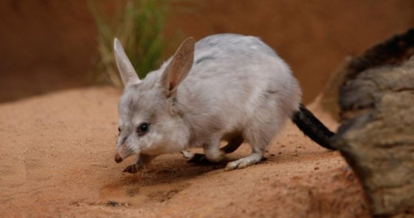 Bandicoots are cute Australian animals with a difficult fate