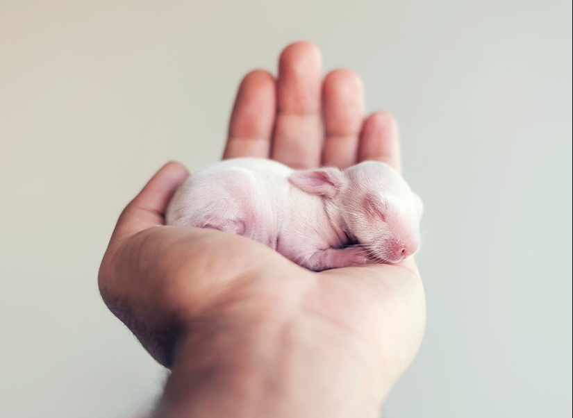 Be careful, the mimimeter gap: a photo shoot of a newborn rabbit