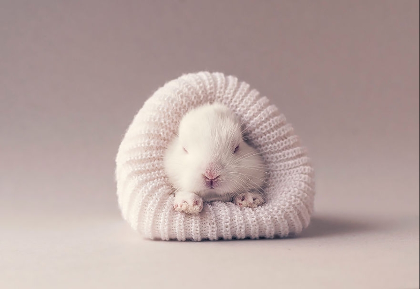 Be careful, the mimimeter gap: a photo shoot of a newborn rabbit