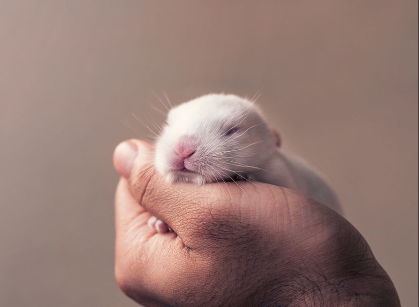 Be careful, the mimimeter gap: a photo shoot of a newborn rabbit