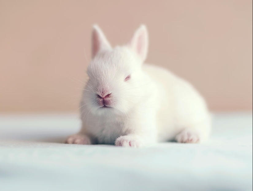 Be careful, the mimimeter gap: a photo shoot of a newborn rabbit