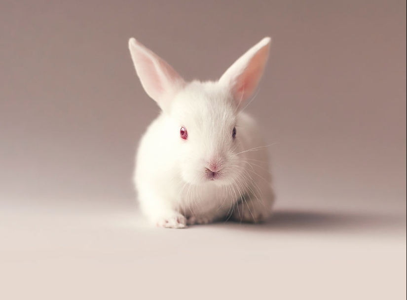 Be careful, the mimimeter gap: a photo shoot of a newborn rabbit