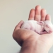 Be careful, the mimimeter gap: a photo shoot of a newborn rabbit