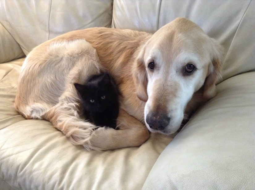 Be friends like a cat with a dog