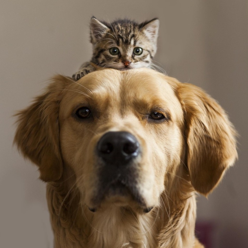 Be friends like a cat with a dog