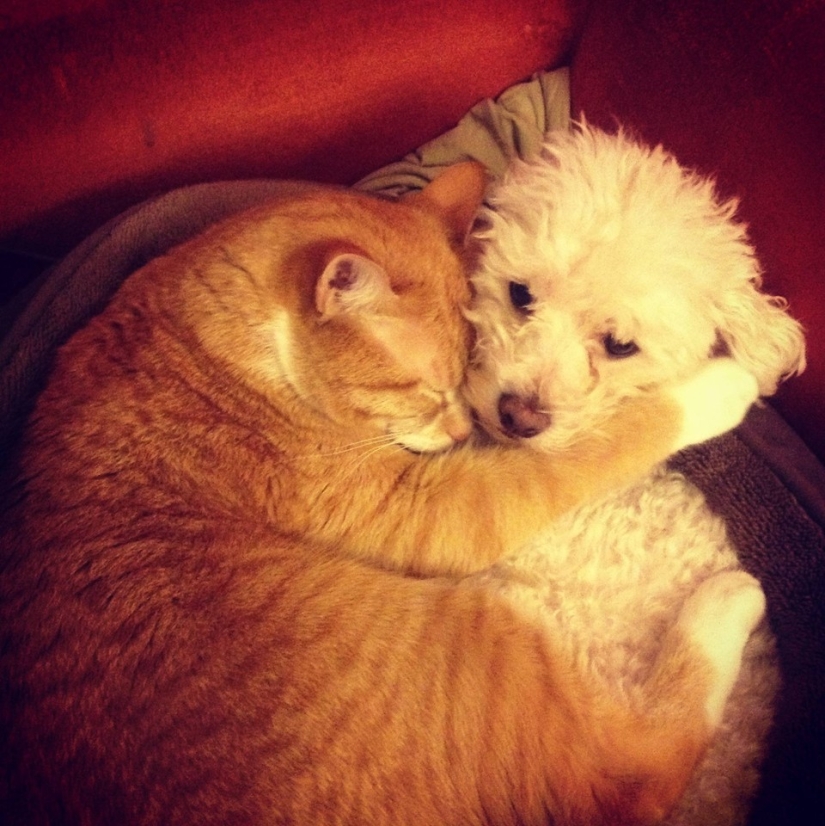 Be friends like a cat with a dog