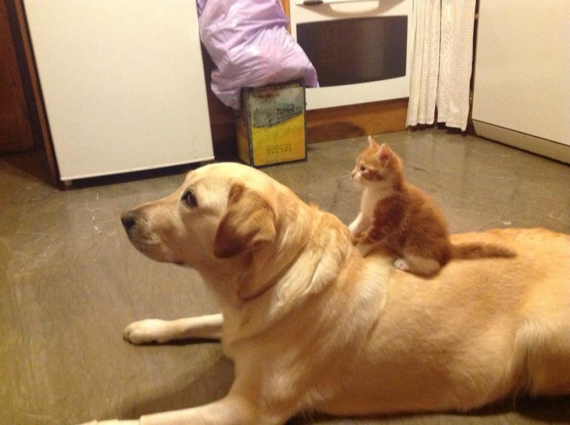 Be friends like a cat with a dog