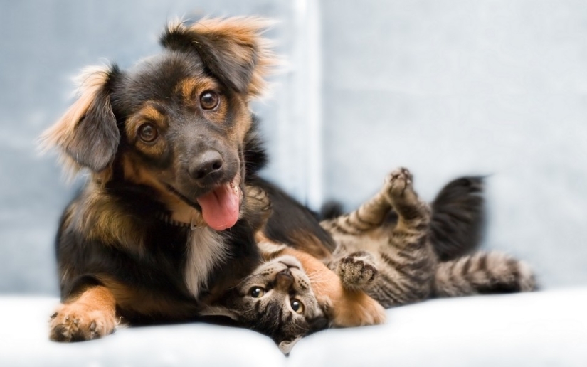 Be friends like a cat with a dog