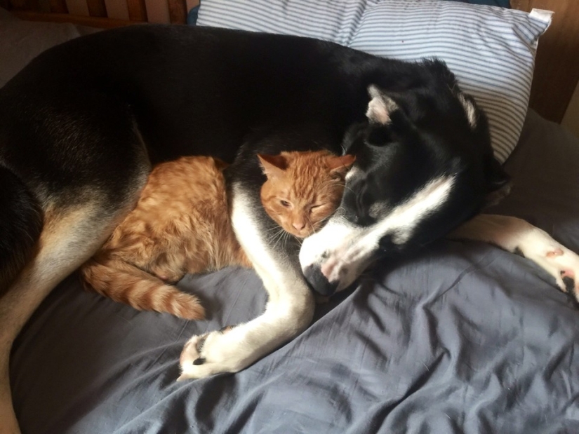 Be friends like a cat with a dog