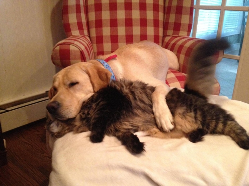 Be friends like a cat with a dog