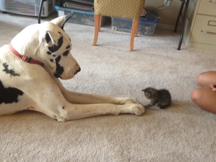 Be friends like a cat with a dog