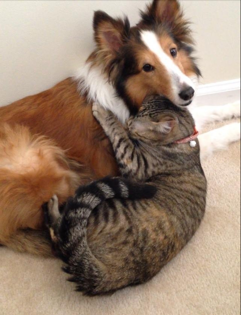 Be friends like a cat with a dog