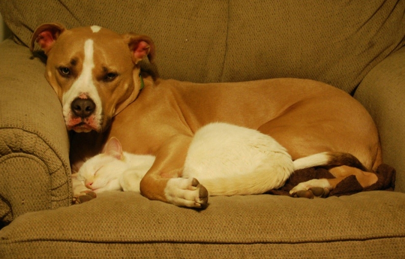 Be friends like a cat with a dog