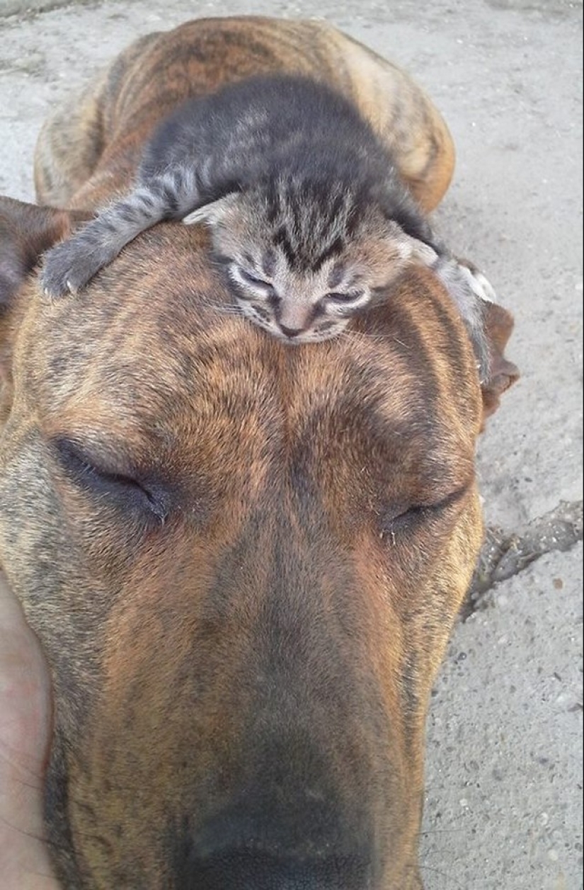 Be friends like a cat with a dog