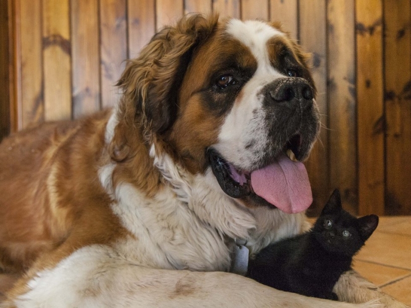 Be friends like a cat with a dog