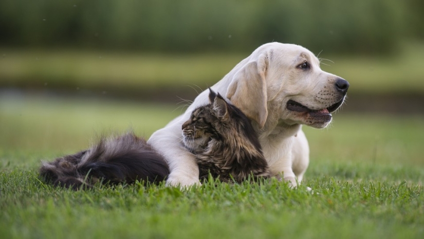 Be friends like a cat with a dog