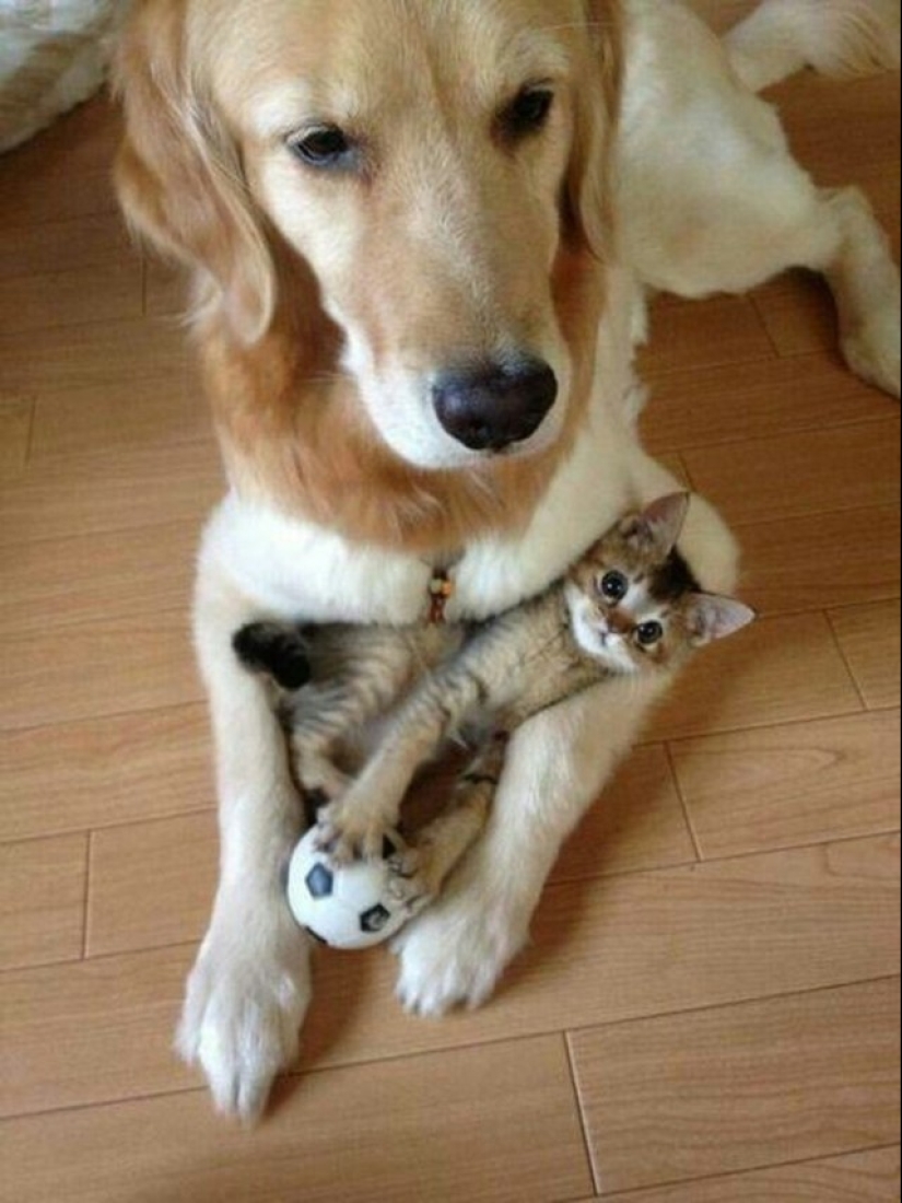 Be friends like a cat with a dog