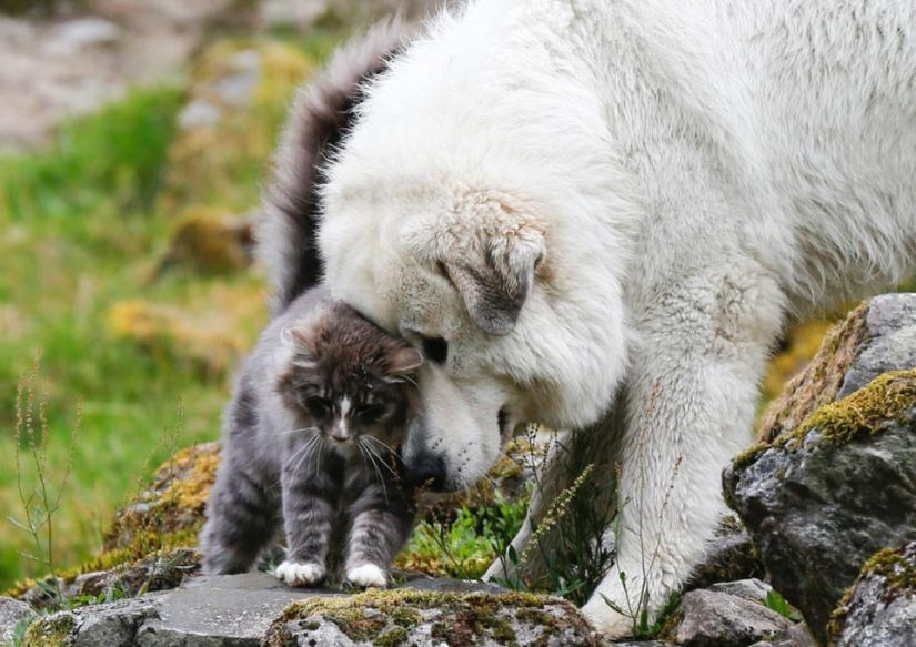 Be friends like a cat with a dog