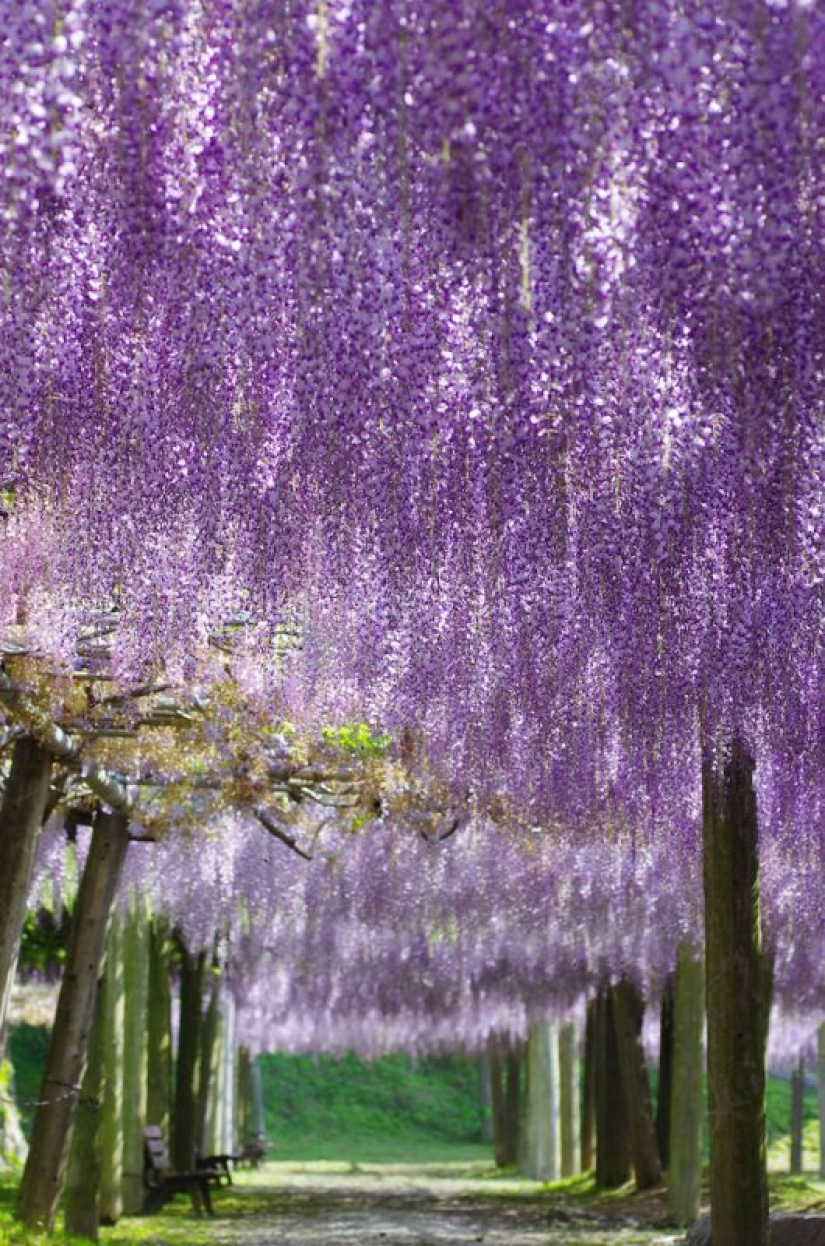 Beautiful as a fairy tale: fascinating wisteria tunnels in Japan