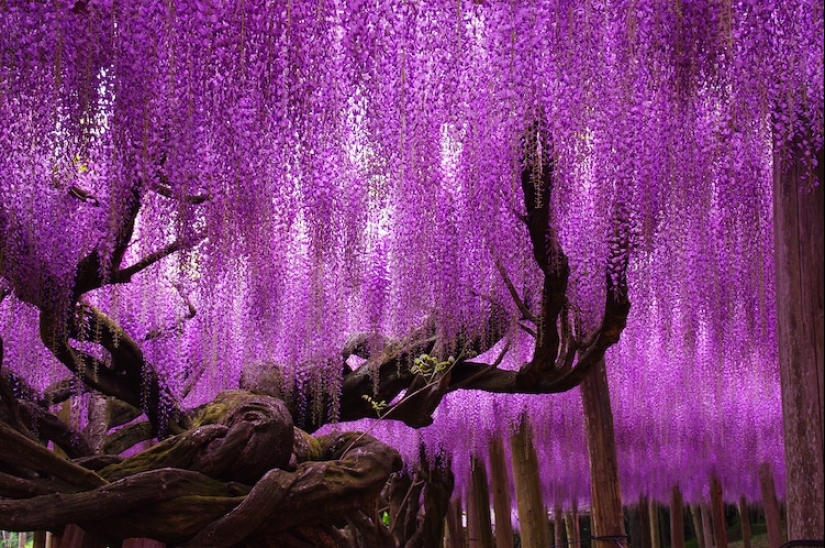 Beautiful as a fairy tale: fascinating wisteria tunnels in Japan