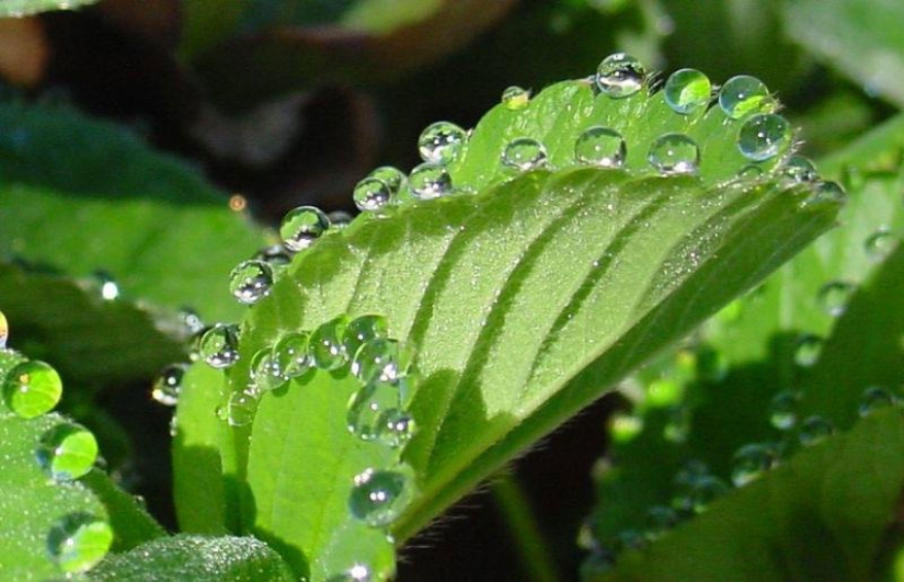 Beautiful drops — 12 examples of guttation