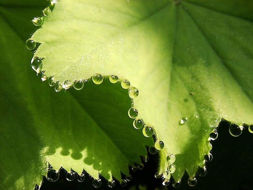 Beautiful drops — 12 examples of guttation