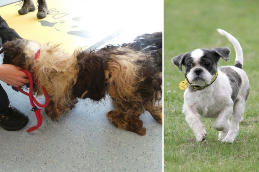 Before and After: 5 Inspiring Photo Stories of Animal Rescue