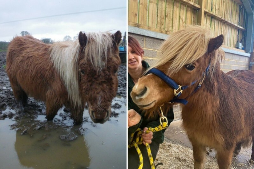 Before and After: 5 Inspiring Photo Stories of Animal Rescue