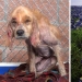 Before and after: a heartbreaking examples of the transformation of the dogs who found a loving home