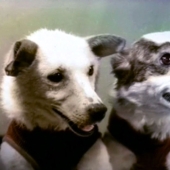 Belka, Strelka and the furry team: the story of the conquest of space by animals