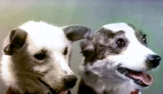 Belka, Strelka and the furry team: the story of the conquest of space by animals