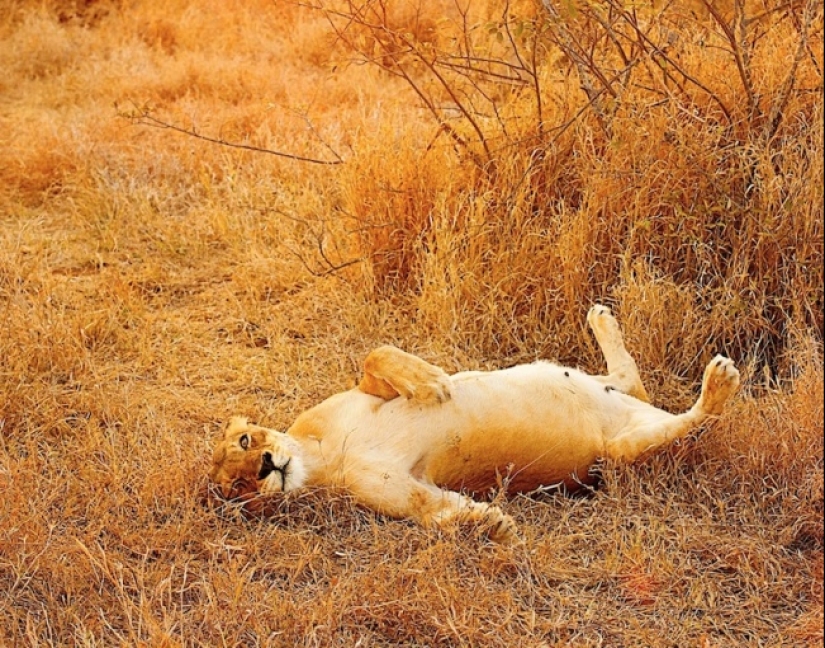 Belly house: the endless sweetness of pregnant animals