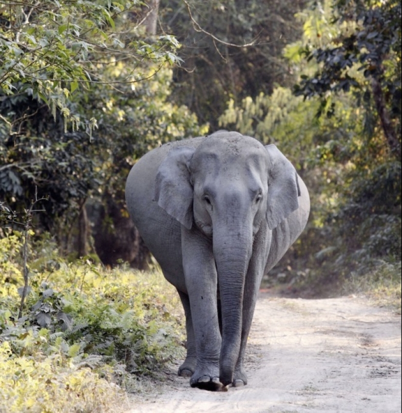 Belly house: the endless sweetness of pregnant animals