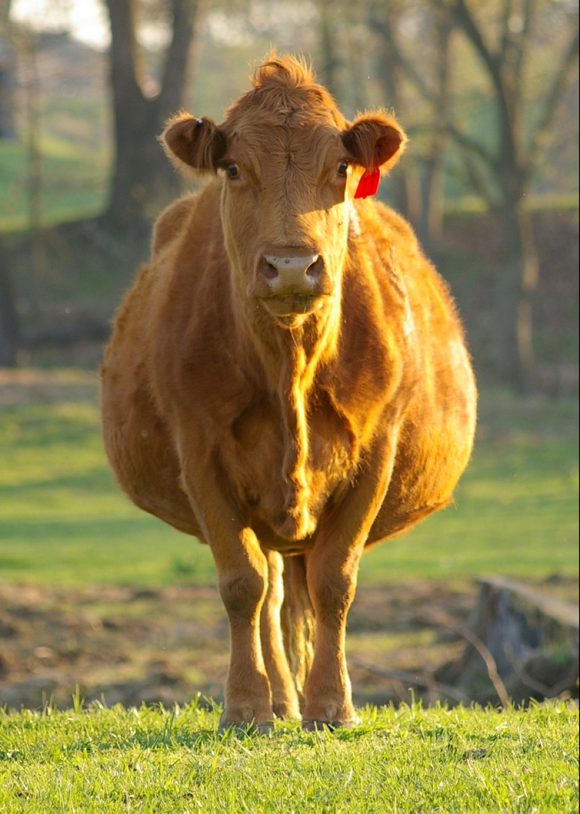 Belly house: the endless sweetness of pregnant animals