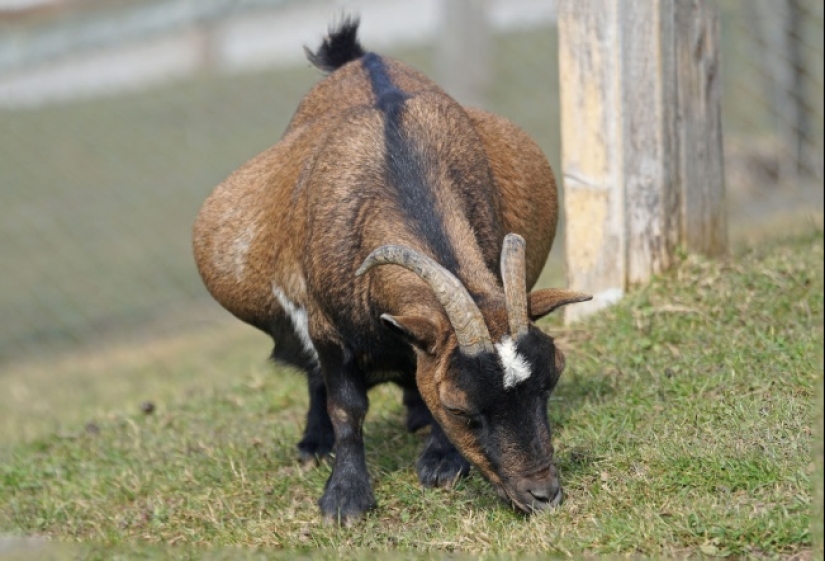 Belly house: the endless sweetness of pregnant animals