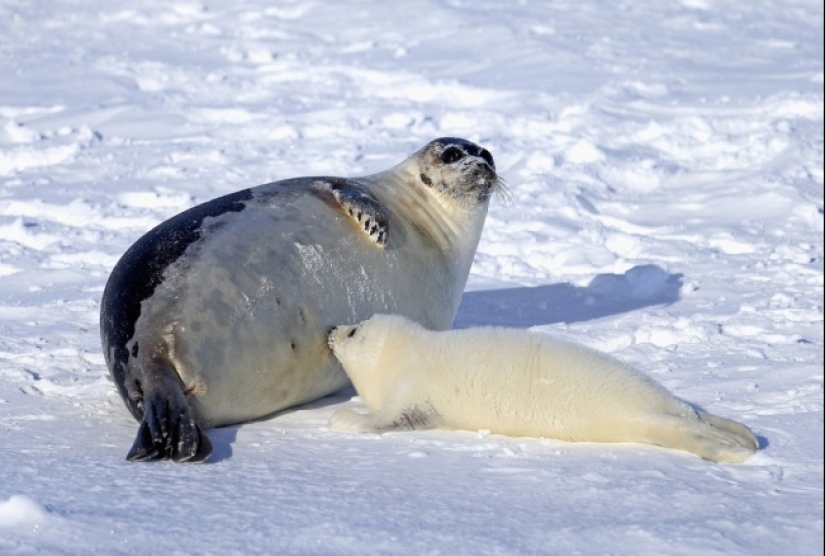 Belly house: the endless sweetness of pregnant animals