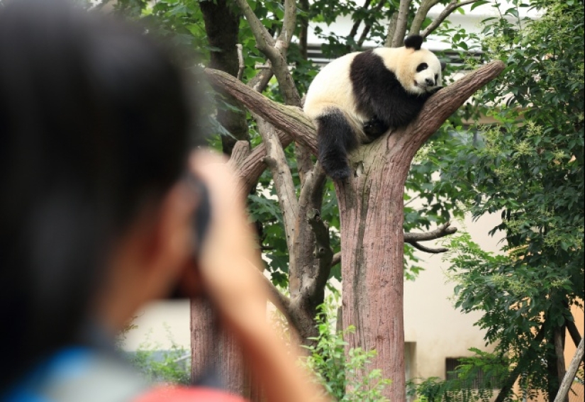 Belly house: the endless sweetness of pregnant animals