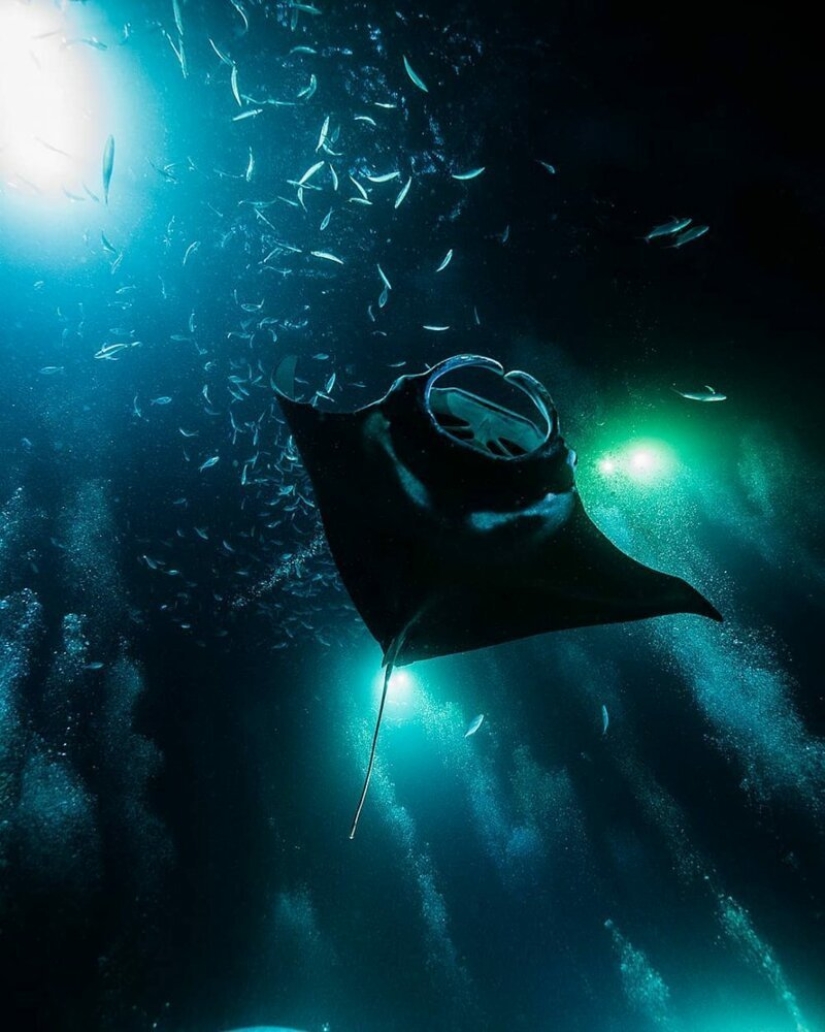 "Big and blue Ocean": a freediver photographer showed an amazing series of underwater shots