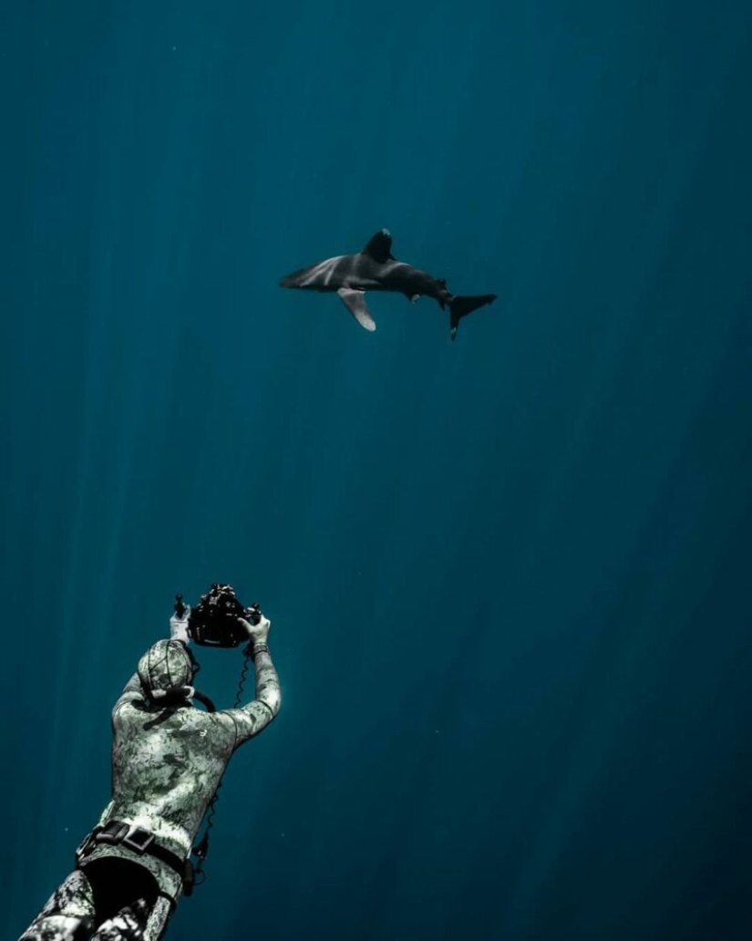 "Big and blue Ocean": a freediver photographer showed an amazing series of underwater shots