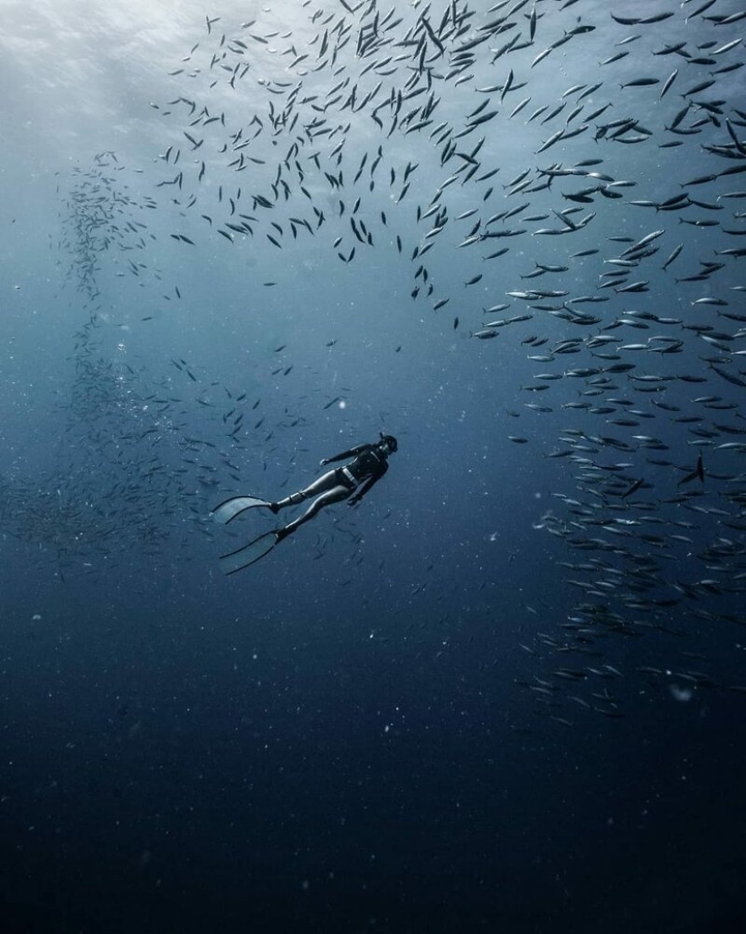 "Big and blue Ocean": a freediver photographer showed an amazing series of underwater shots