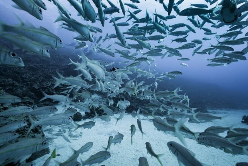 "Big and blue Ocean": a freediver photographer showed an amazing series of underwater shots