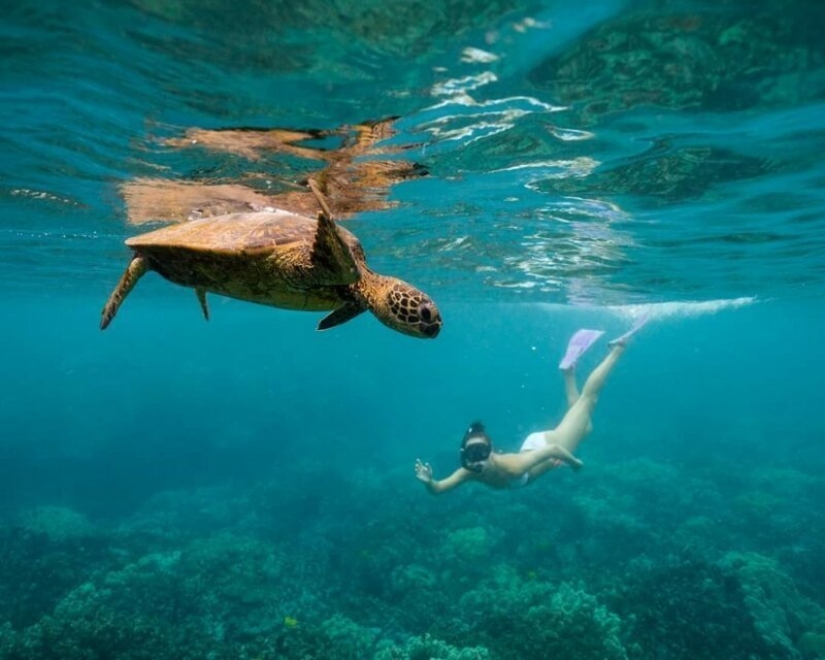 "Big and blue Ocean": a freediver photographer showed an amazing series of underwater shots