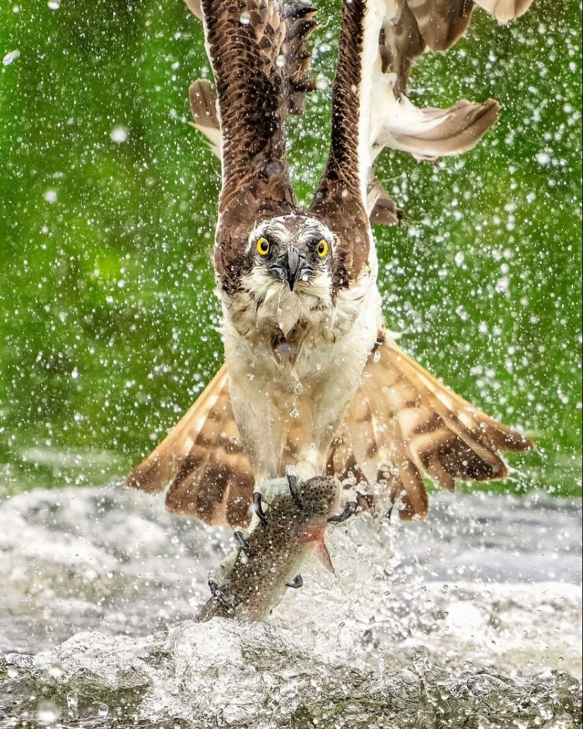 Birds Of Finland: 20 Stunning Images By Photographer Tom Nickels